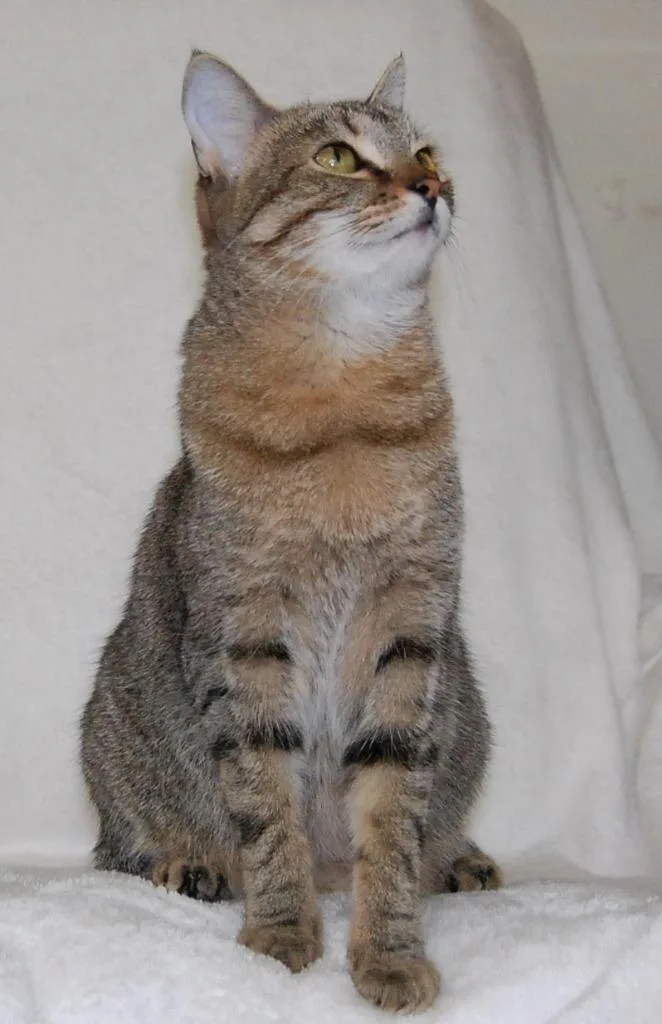 A young medium-sized female Domestic Short Hair cat named Cheetah for adoption in Salt Lake City, UT