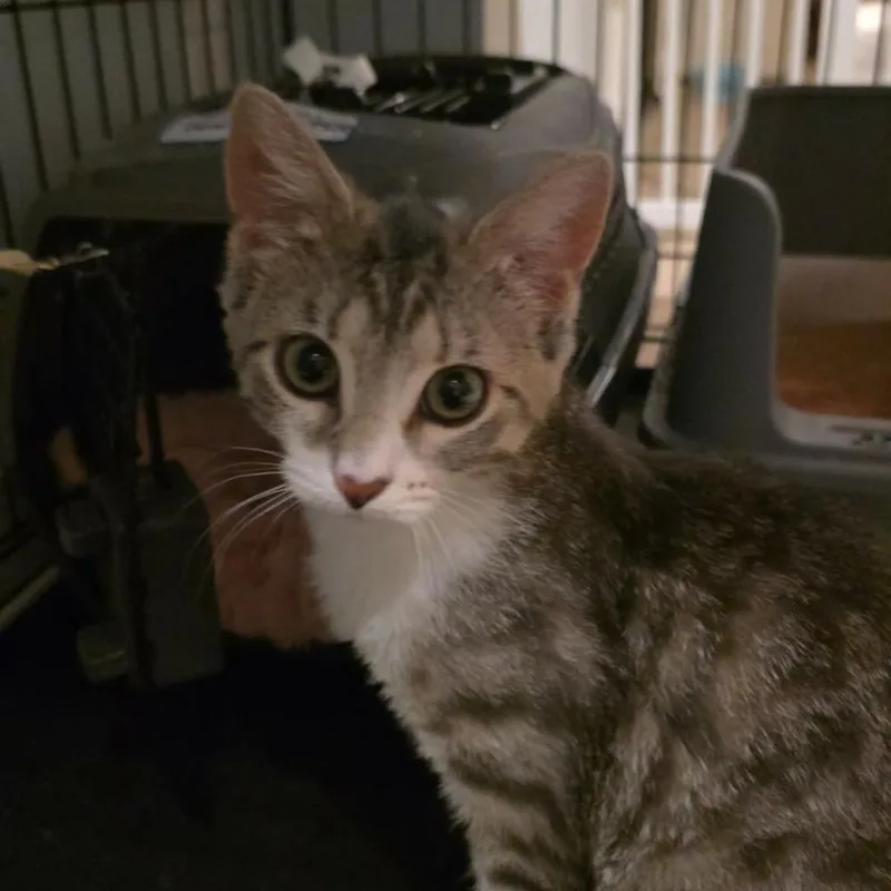 A baby small-sized female Gray & White Domestic Short Hair cat named Adalyn for adoption in Chicago, IL