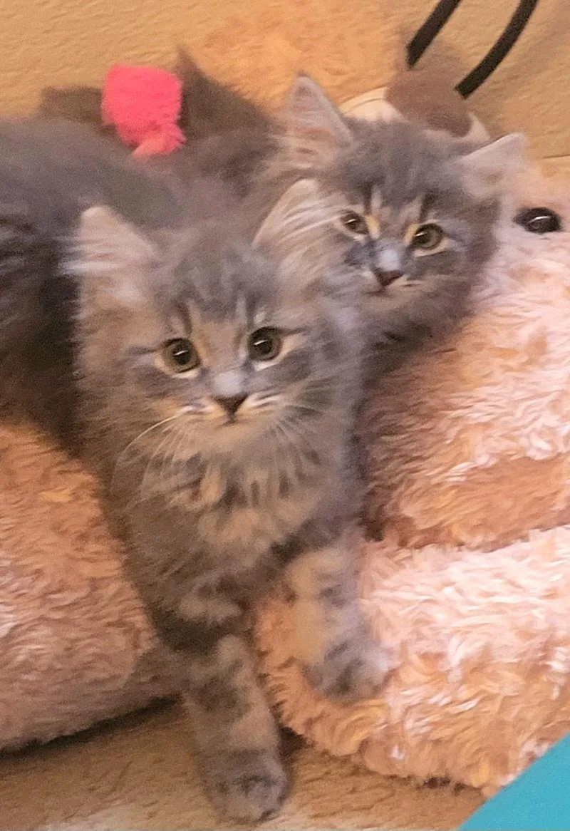 A baby medium-sized female Domestic Long Hair cat named Samantha for adoption in Diamond Springs, CA