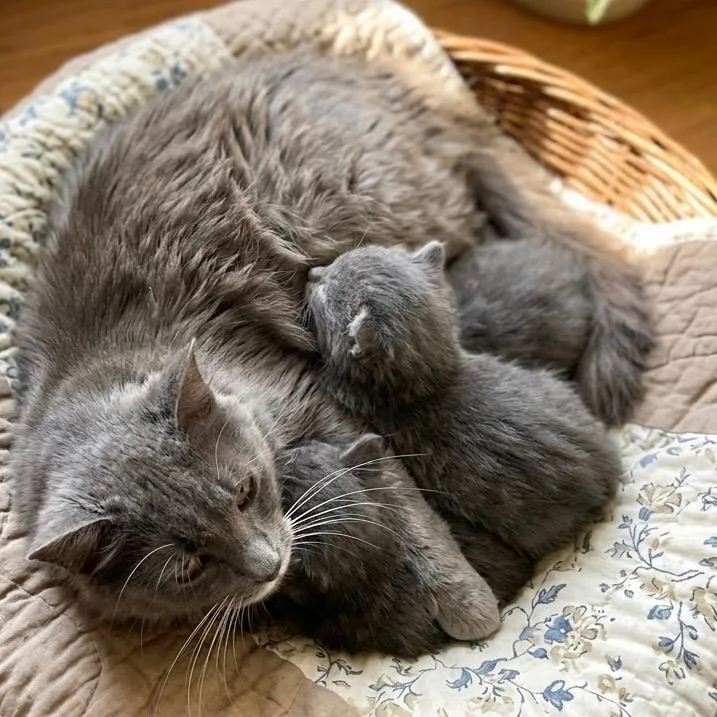A young medium-sized female Domestic Medium Hair cat named Quinn for adoption in Pittsfield, IL