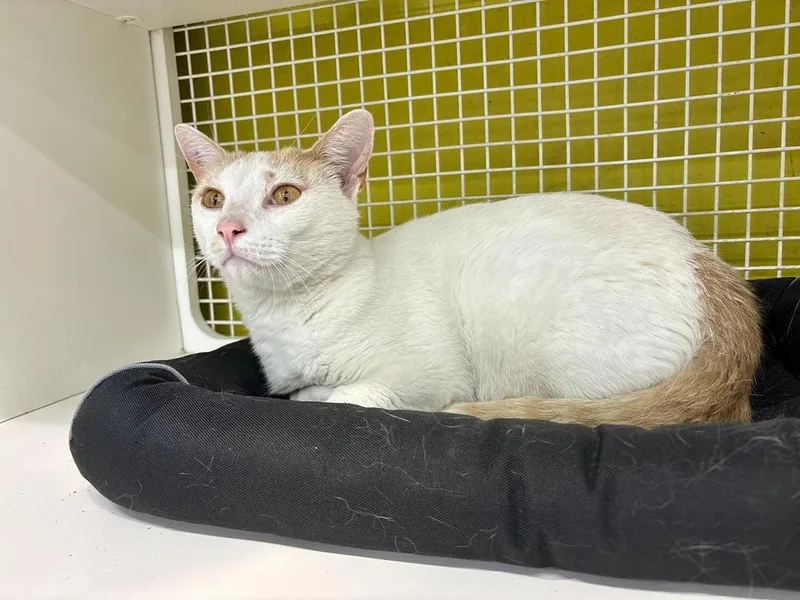A young small-sized male Orange & White Domestic Short Hair cat named Albe Macaroni for adoption in Telford, PA