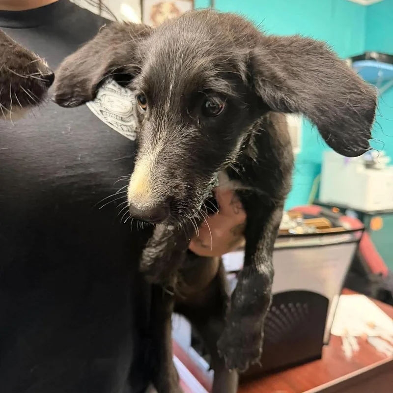 A baby small-sized female Mixed Breed dog named Zara for adoption in Shinnston, WV