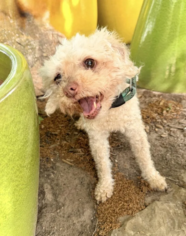 A senior small-sized female White / Cream Poodle dog named Princess Poodle for adoption in Richmond, TX