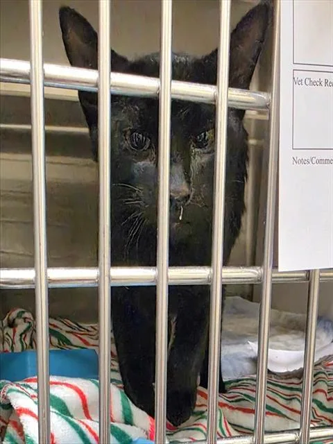 A young small-sized male Domestic Short Hair cat named Linus for adoption in Anchorage, AK