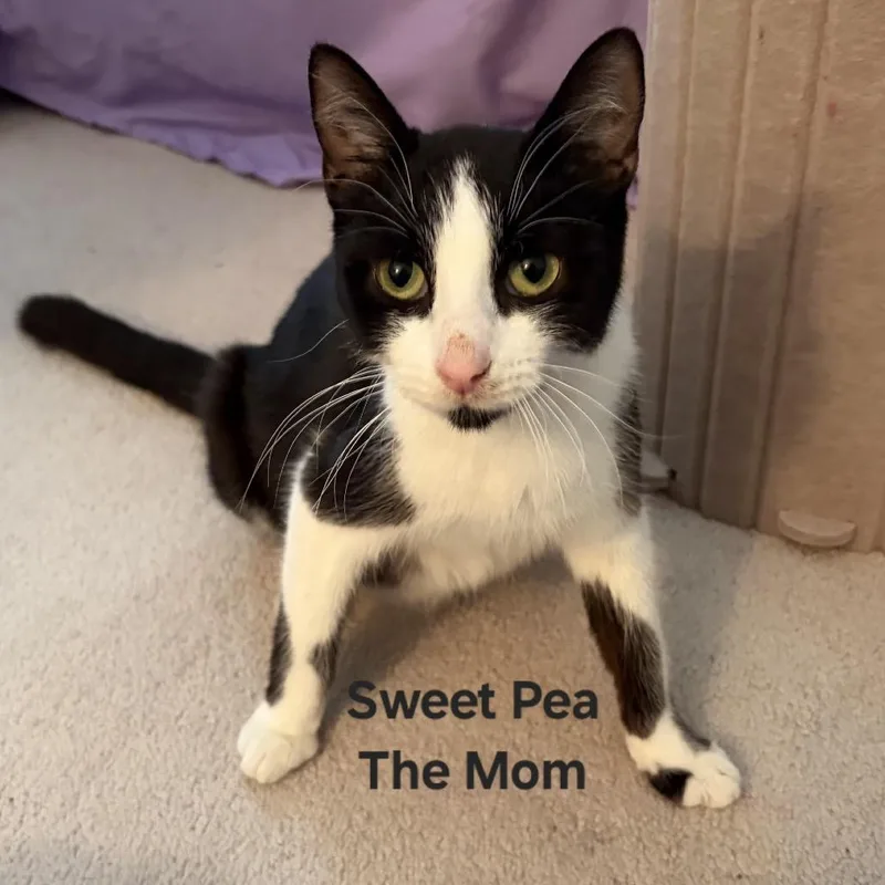 A young medium-sized female White Domestic Short Hair cat named Sweet Pea for adoption in Naperville, IL