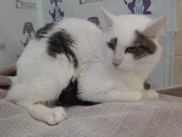 A young small-sized male Domestic Medium Hair cat named Sylvester for adoption in Orlando, FL