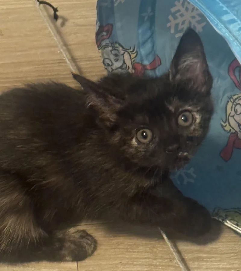 A baby medium-sized female Tortoiseshell cat named Brenna for adoption in Seal Beach, CA
