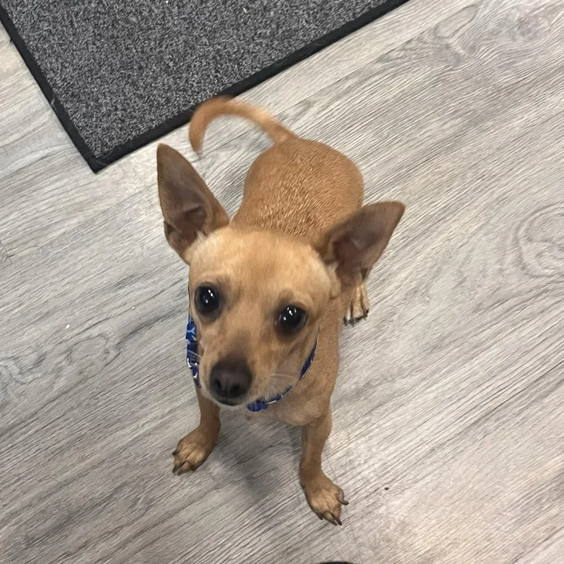 Peanut