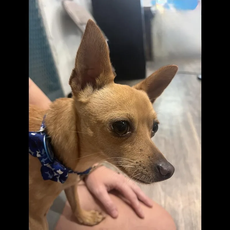 Peanut thumbnail 6