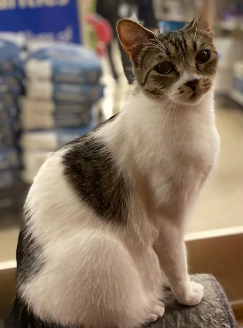 An adult medium-sized male Gray & White Domestic Short Hair cat named Todd for adoption in Upland, CA