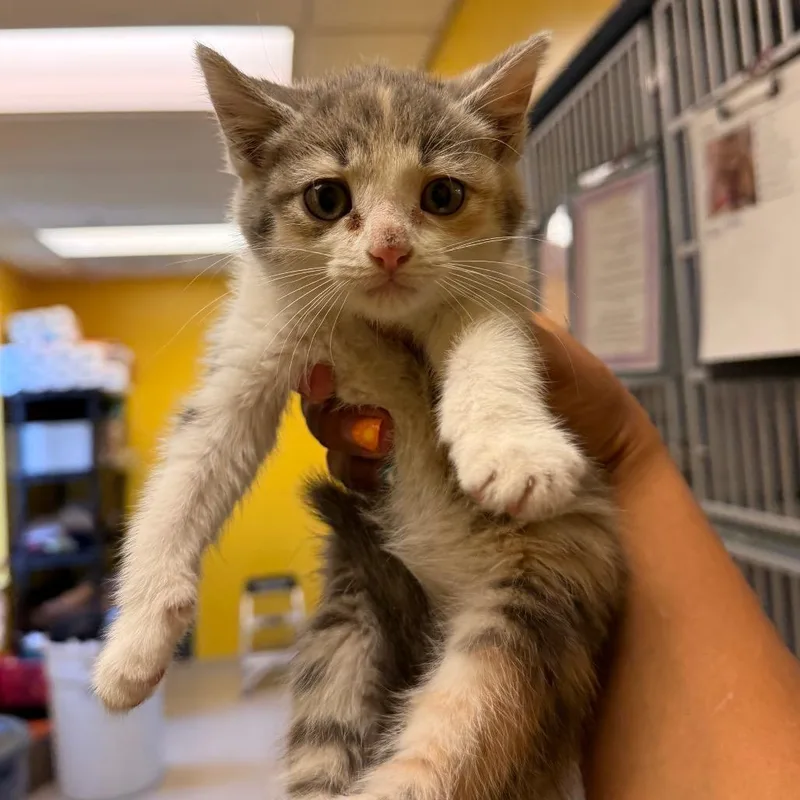 A baby small-sized female Calico Domestic Short Hair cat named Leaf for adoption in Red House, WV
