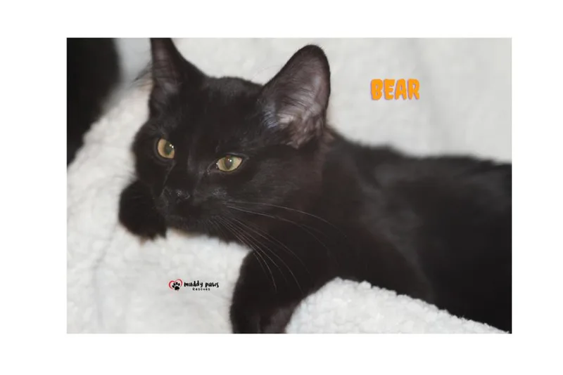 A baby small-sized male Black Domestic Short Hair cat named Bedtime Stories: Bear for adoption in Council Bluffs, IA