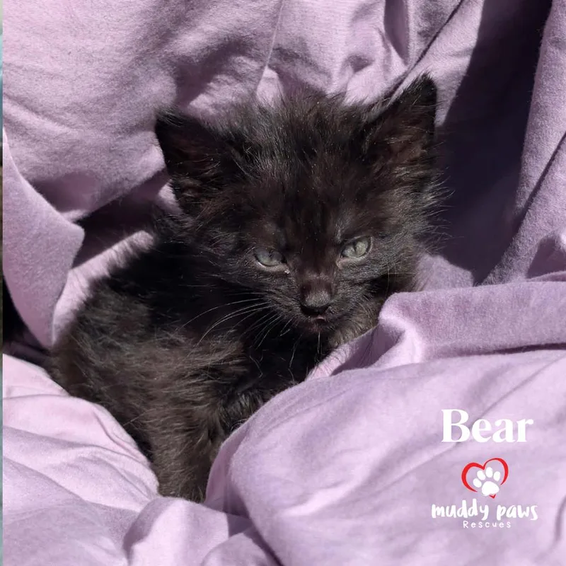 Bedtime Stories:  Bear thumbnail 2