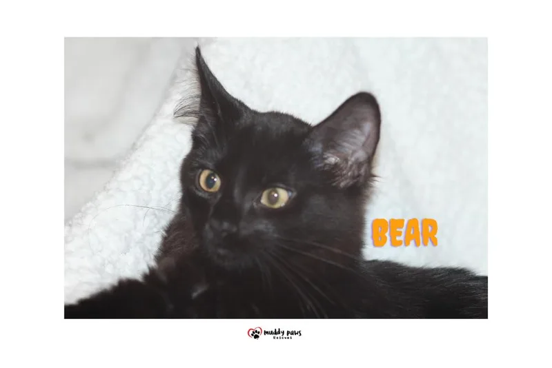 Bedtime Stories:  Bear thumbnail 3