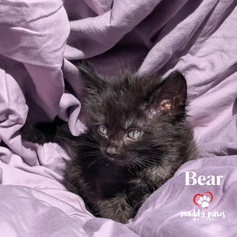 Bedtime Stories:  Bear thumbnail 4