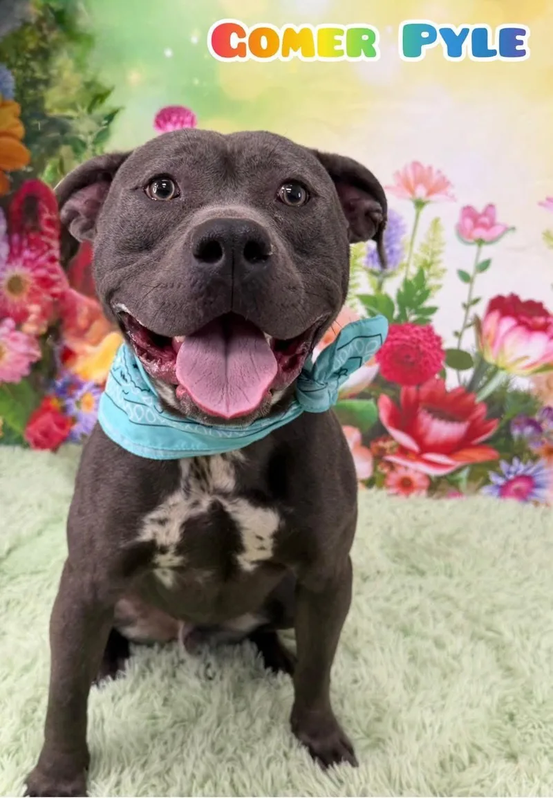 An adult large-sized male Gray / Blue / Silver Mixed Breed dog named Gomer Pyle for adoption in Flint, MI