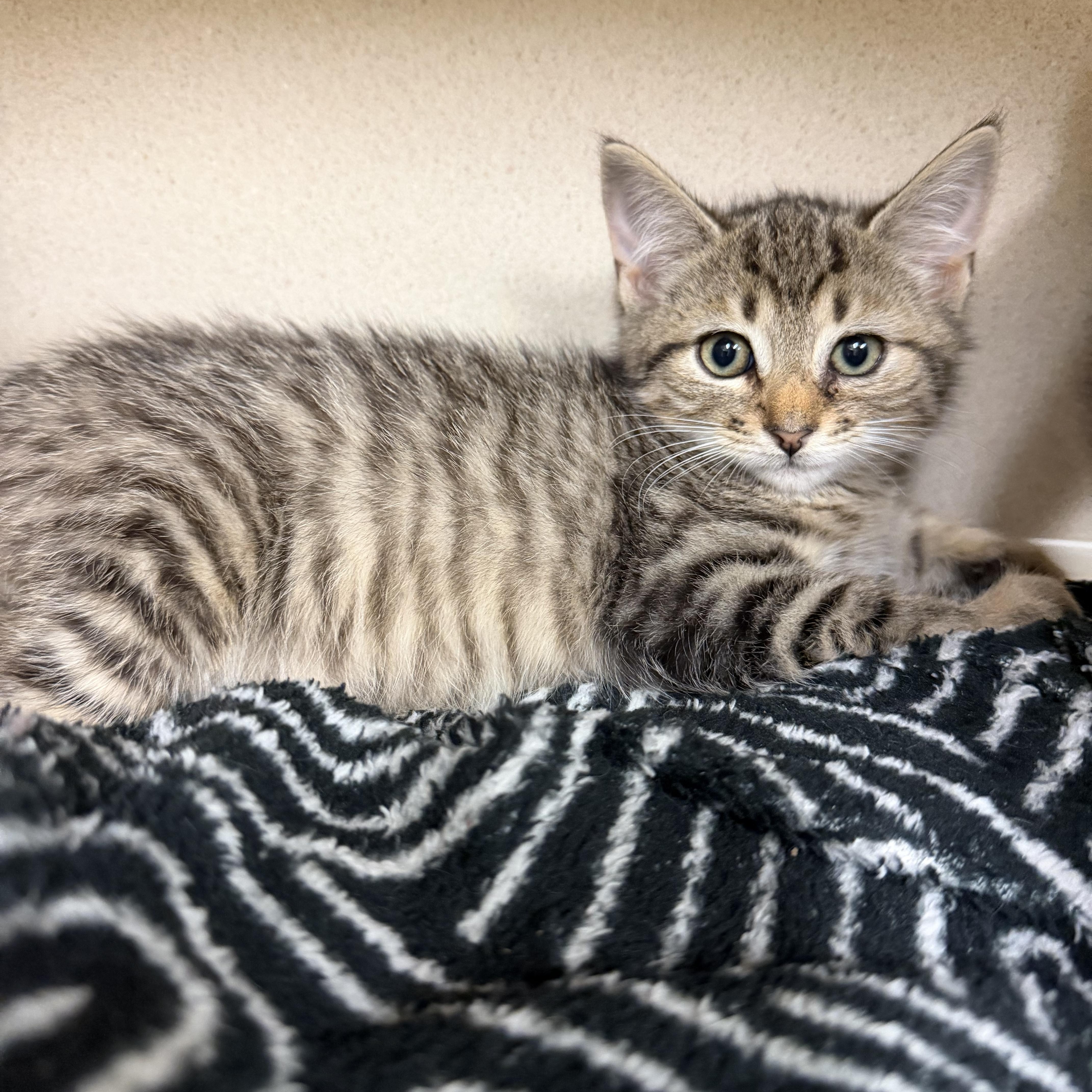 A baby medium-sized male Tabby (Brown / Chocolate) Domestic Short Hair cat named Sherman for adoption in Hudson, NY