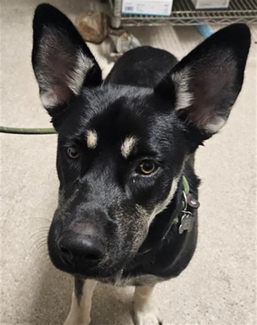 A young medium-sized male German Shepherd Dog dog named Benny for adoption in Bakersfield, CA