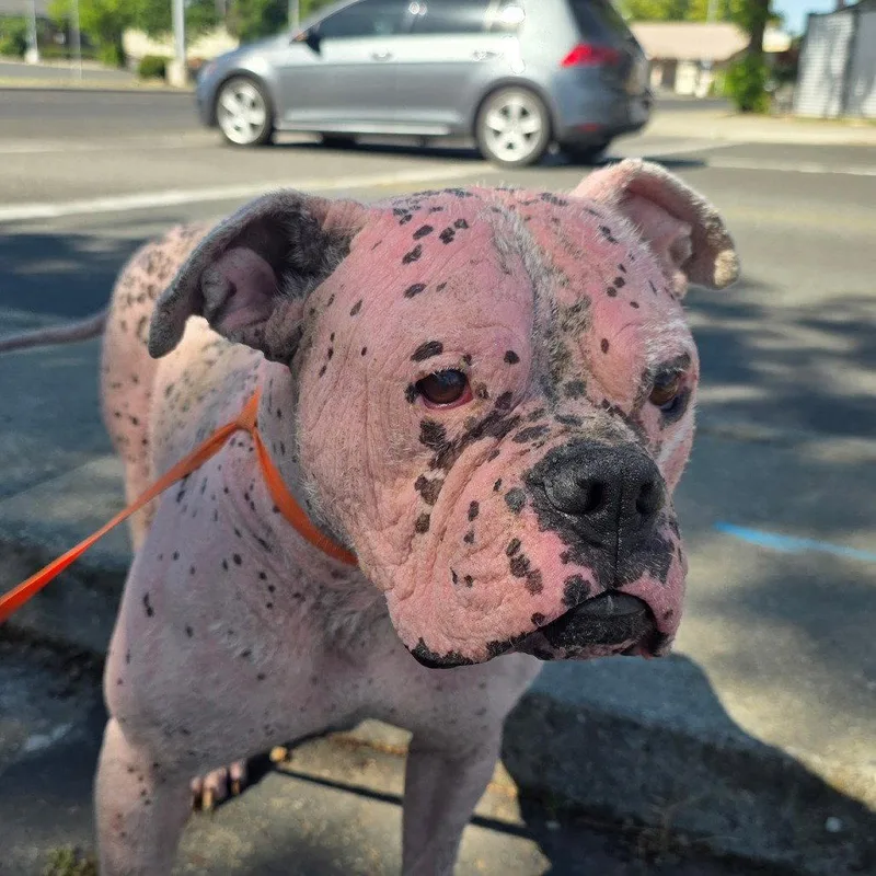 An adult medium-sized male American Bulldog dog named Kanine for adoption in Chico, CA