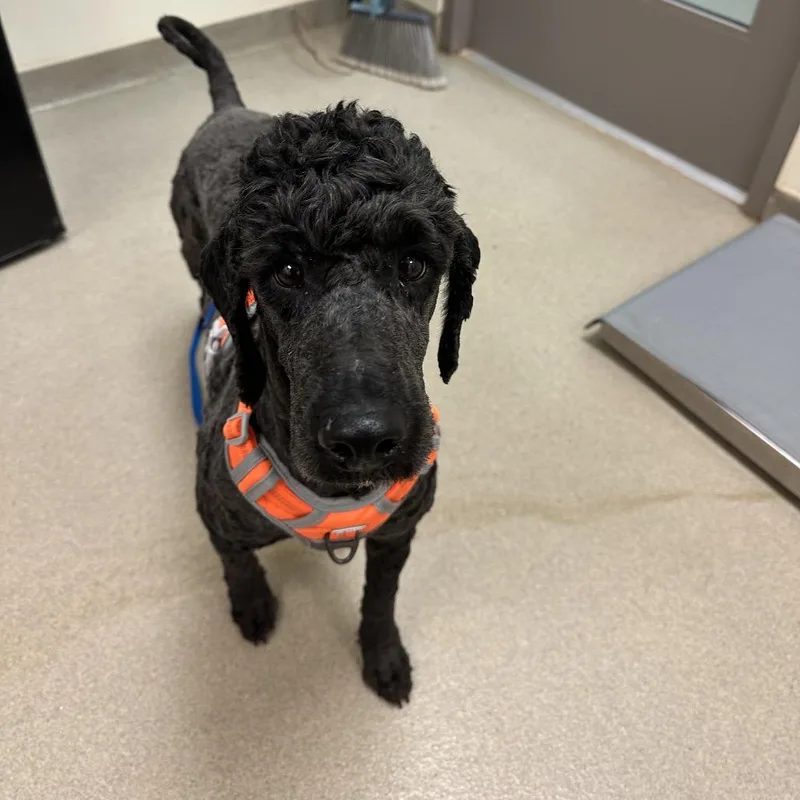 An adult medium-sized male Black Standard Poodle dog named Jetson for adoption in Lynchburg, VA