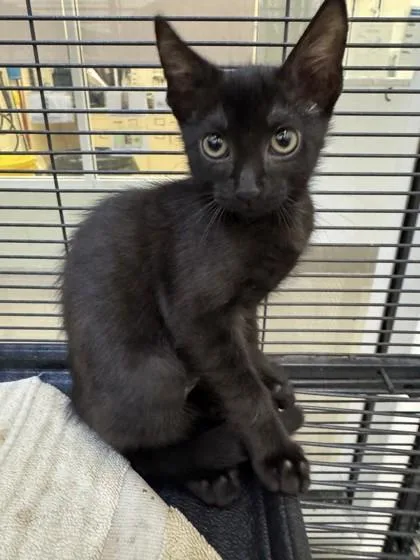 A baby small-sized female Domestic Short Hair cat named Shuttle for adoption in Vero Beach, FL