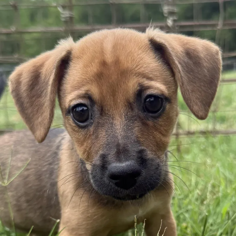 A baby small-sized female Bicolor Mixed Breed dog named Velma for adoption in Seale, AL