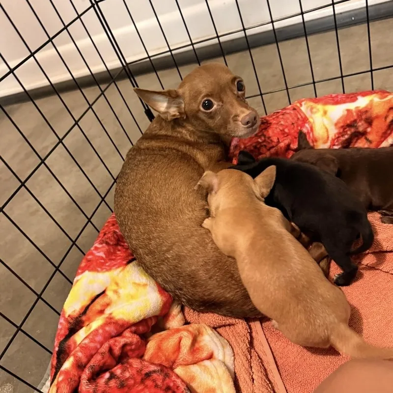 An adult small-sized female Yellow / Tan / Blond / Fawn Chihuahua dog named Luna for adoption in Brentwood, CA