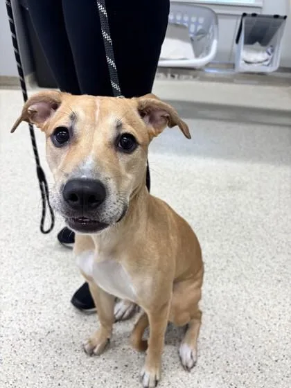 An adult medium-sized female Mixed Breed dog named Rainbow for adoption in Lafayette, IN