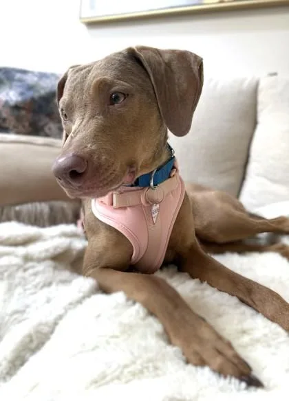 An adult medium-sized female Mixed Breed dog named Mariano for adoption in Washington, DC