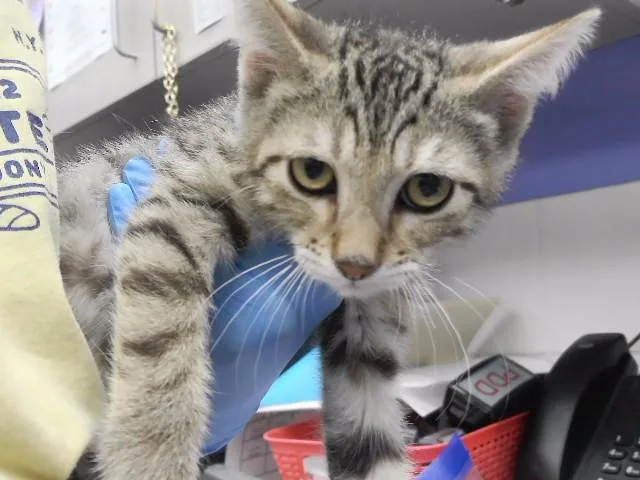 A baby small-sized male Domestic Short Hair cat named Telemachus for adoption in Omaha, NE