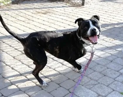 An adult large-sized male Terrier dog named Bert for adoption in Washington, DC