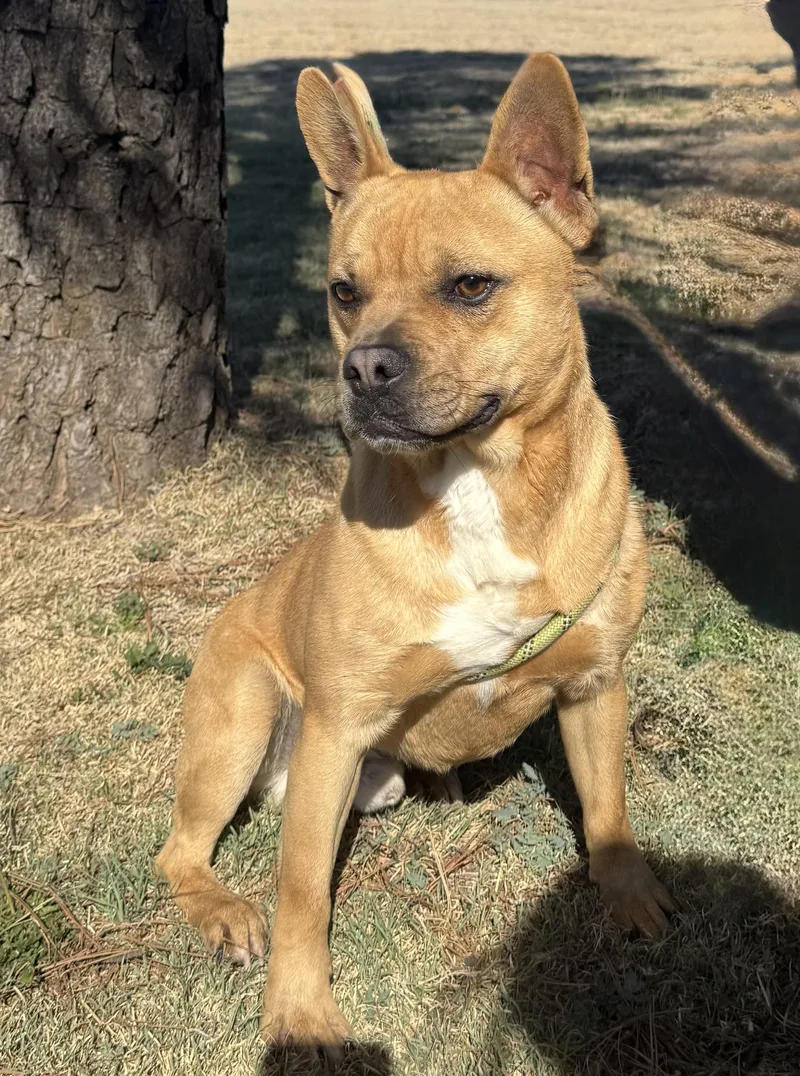 A young medium-sized male Golden French Bulldog dog named Cash for adoption in Canyon, TX