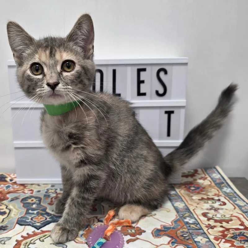 A baby small-sized female Brown / Chocolate Domestic Short Hair cat named Wagner for adoption in Fort Wayne, IN