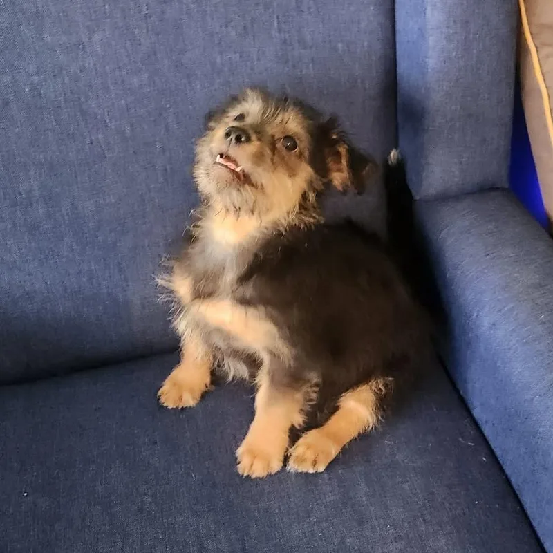 A baby small-sized male Yorkshire Terrier dog named Ford for adoption in Cleveland, TN