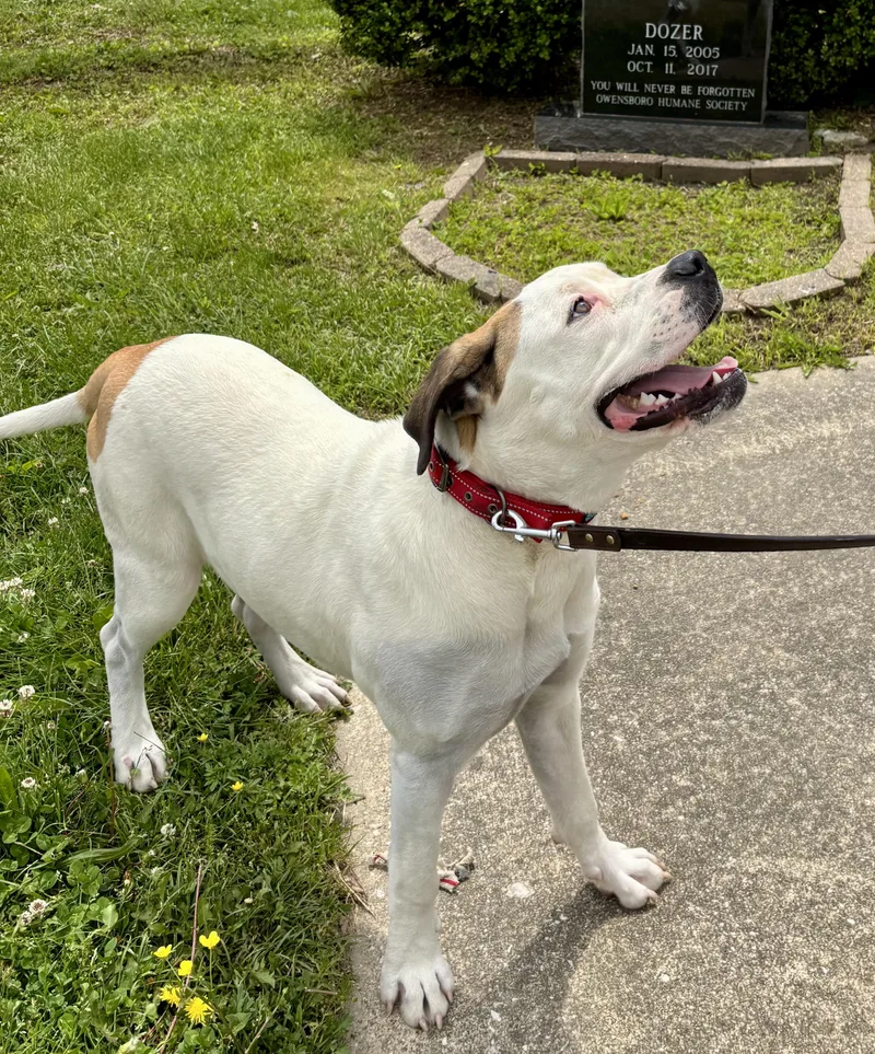 A young large-sized female Tricolor (Brown, Black, & White) Presa Canario dog named Nova for adoption in Owensboro, KY