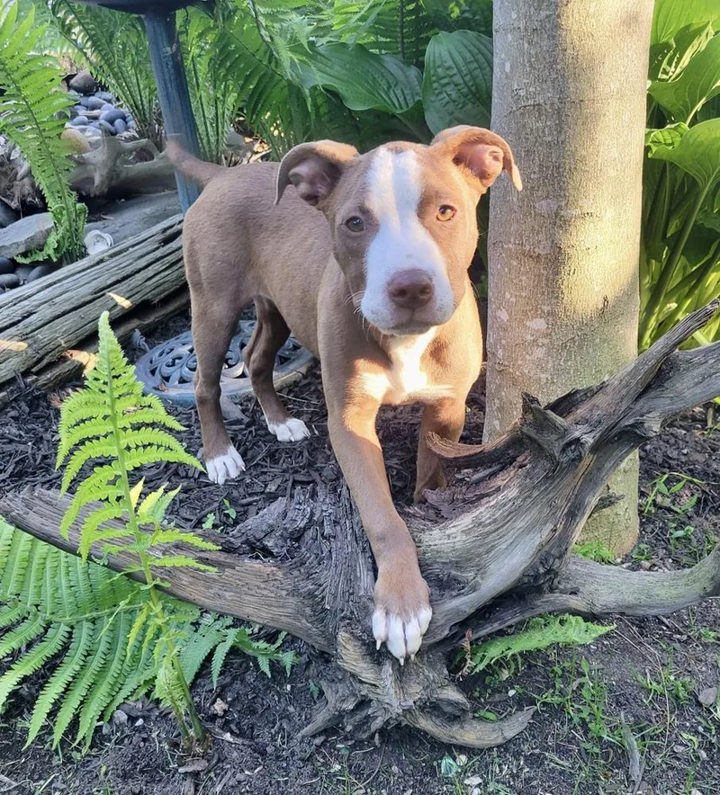 A baby large-sized female Pit Bull Terrier dog named Minnie for adoption in Greenlawn, NY