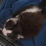 A baby medium-sized female Black Domestic Long Hair cat named PePe Le Pew for adoption in Portsmouth, OH