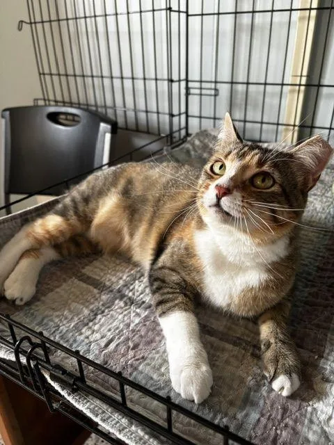 An adult medium-sized female Calico cat named Sugar for adoption in Lafayette, LA