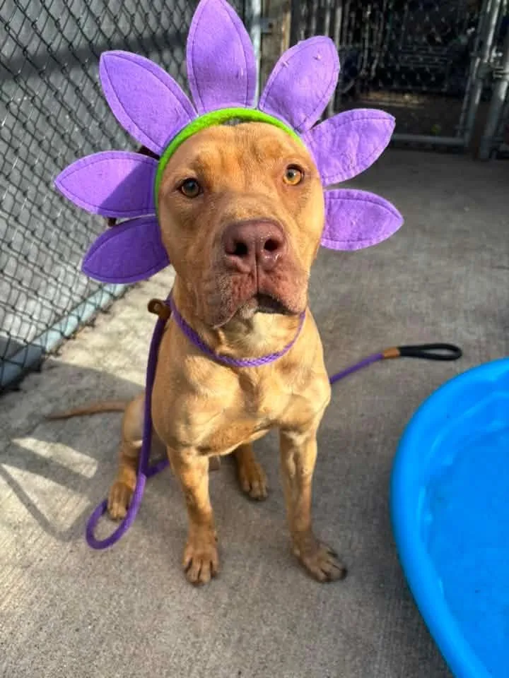 An adult medium-sized male Brown / Chocolate Pit Bull Terrier dog named Fletcher for adoption in Chicago, IL