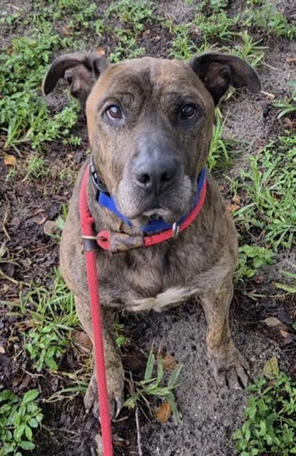 An adult large-sized male Dutch Shepherd dog named Vincent for adoption in Fort Lauderdale, FL