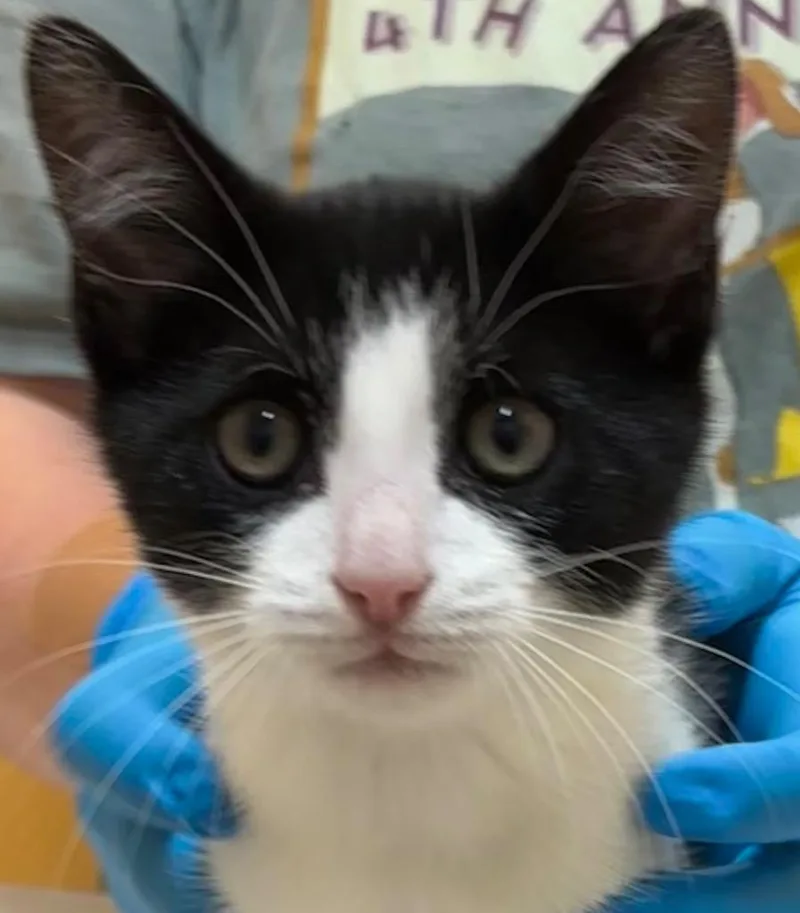 A baby small-sized female Domestic Short Hair cat named Shanti for adoption in Elizabethton, TN