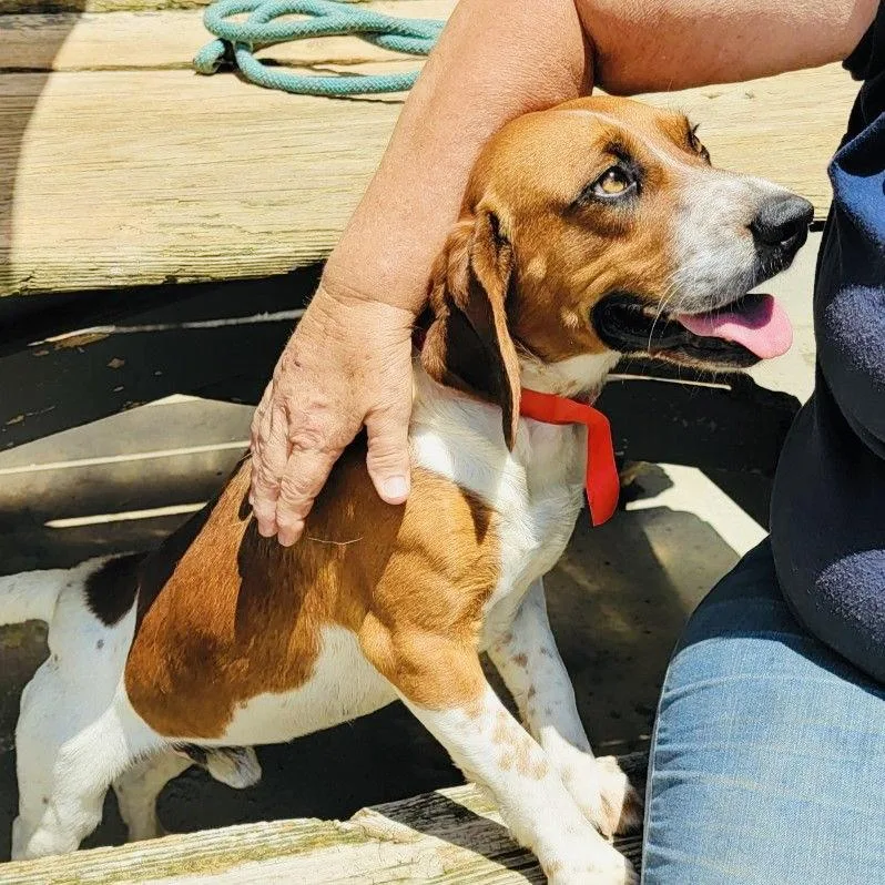 A young medium-sized male Beagle dog named Remington RDs for adoption in Rockaway, NJ