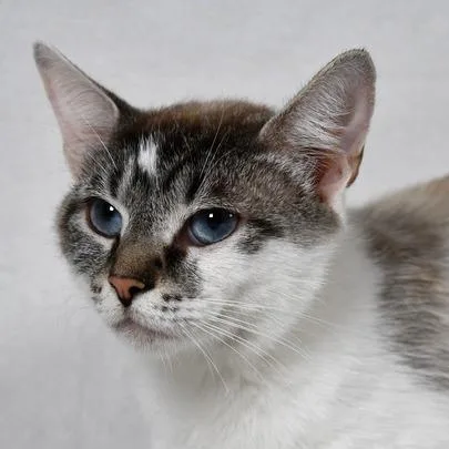 An adult medium-sized female Gray / Blue / Silver Domestic Short Hair cat named Prada for adoption in Johnson City, TN