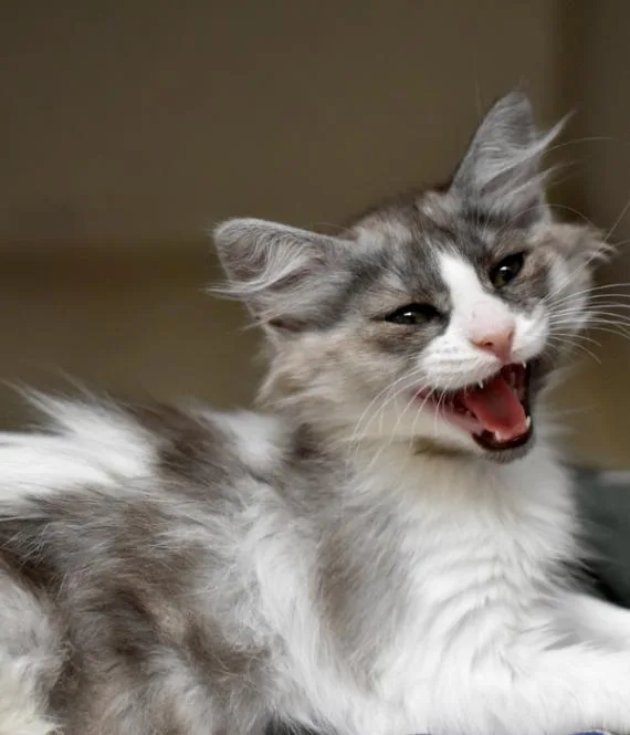 Grumpy