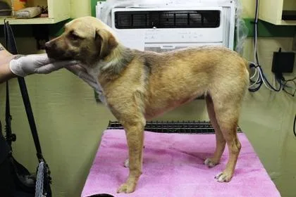 A baby medium-sized female Black Mouth Cur dog named Twilight for adoption in Picayune, MS