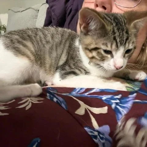 A baby small-sized male Brown / Chocolate Domestic Short Hair cat named Compassion for adoption in San Antonio, TX