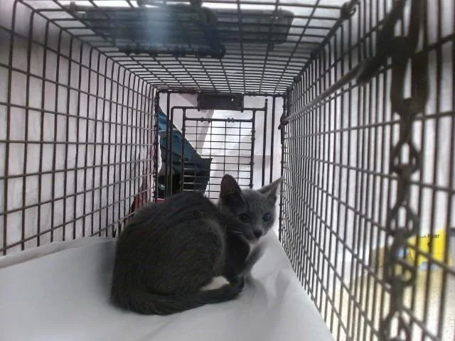 A baby small-sized male Domestic Short Hair cat named Jack for adoption in Miami, FL