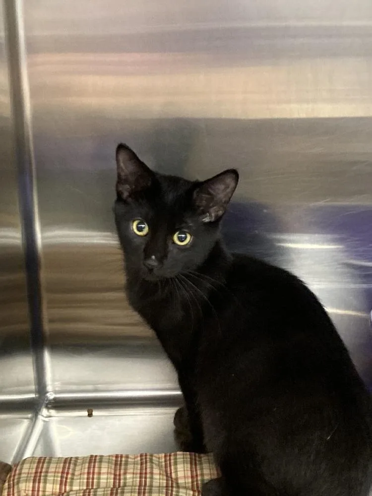 A baby small-sized male Black Domestic Short Hair cat named Carrot for adoption in Anoka, MN