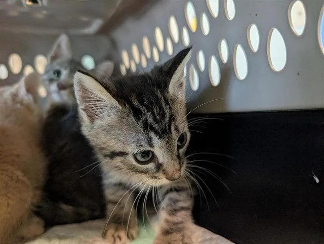 A baby small-sized male Brown / Chocolate Domestic Short Hair cat named Mcgee for adoption in Tavares, FL
