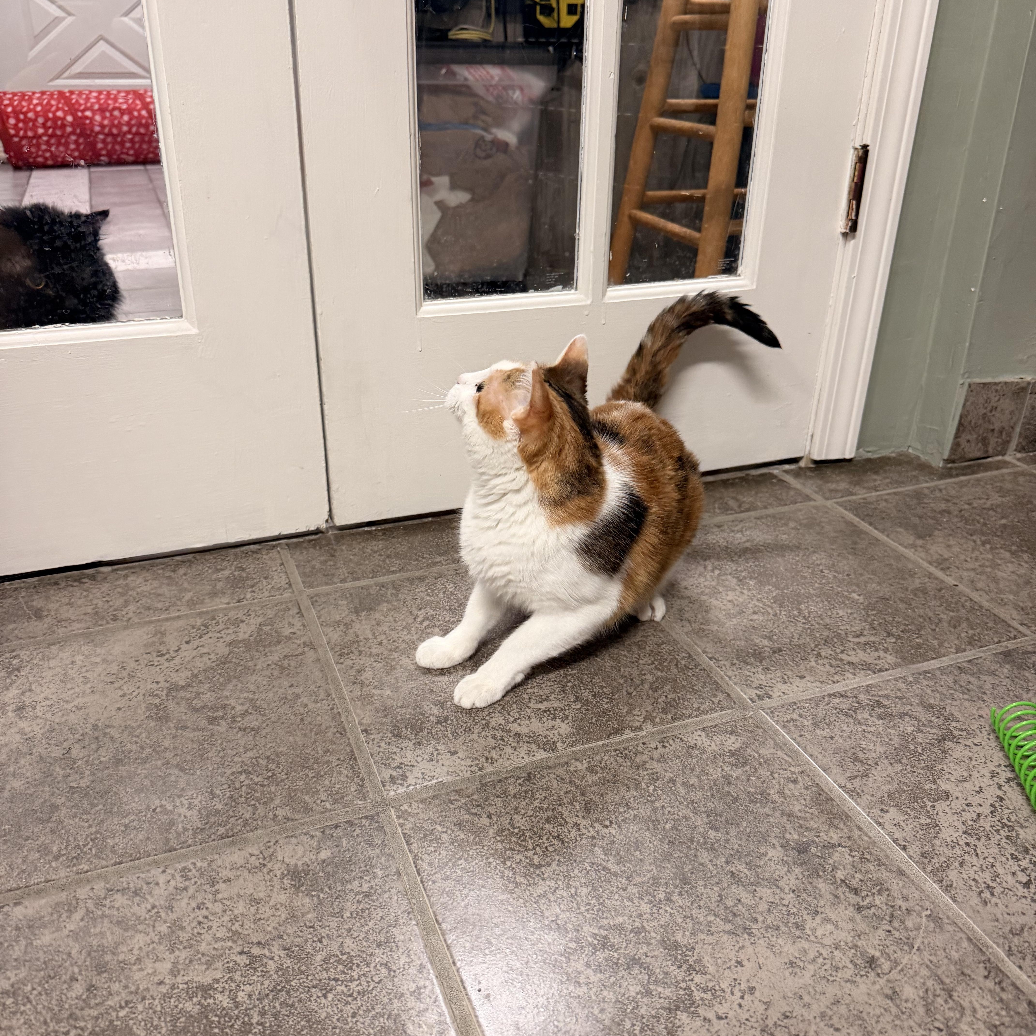 A young medium-sized female Calico cat named Lady for adoption in Crestwood, MO